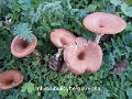 Infundibulicybe glareosa-amf441